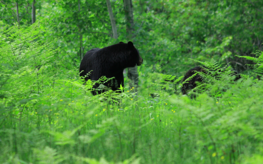 Running Safely Outdoors - Bear Encounter